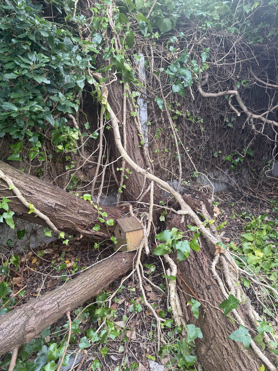 LumbersNW's tweet photo. Failed Tree Dismantle Carried Out in Wirral
Got a tree that’s dead, unsafe or causing concern? We’ve got you covered.
#WirralBusiness #TreeSurgeon #TreeRemoval #GroundsMaintenance #Cheshire #Liverpool #Neston #NorthWales #wirral #treesurgerywirral #groundsmaintenancewirral https://t.co/oBItiIv46C