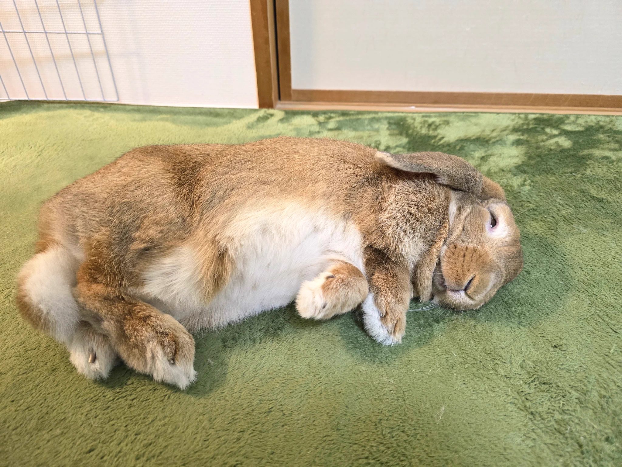うさぎXうさぎ うさぎのはな on X: 