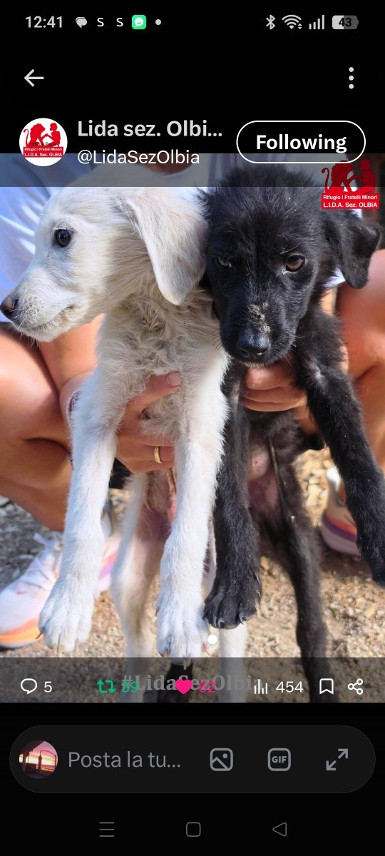 Emilystellaemi2's tweet photo. LASCIARLI DOVE NESSUNO PUÒ SENTIRLI PIANGERE, NON È SOLO ABBANDONO,
È UNA CRUDELTÀ LUCIDA, UNA SCELTA PER FARLI MORIRE DI FAME E DI SETE .
GRAZIE LIDA SEZ OLBIA ODV ♥️ PER AVERLI SALVATI, CHI PUÒ AIUTI 🙏❤️GRAZIE INFINITE ❤️ https://t.co/rrU0ZuwG87