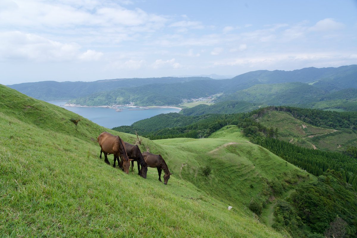 zrooon's tweet photo. シルバーウィークは鹿児島、宮崎を巡ってきました。
#宮崎 県の #都井岬 で馬に会えるので、おすすめです！ https://t.co/i1gndB3tQJ