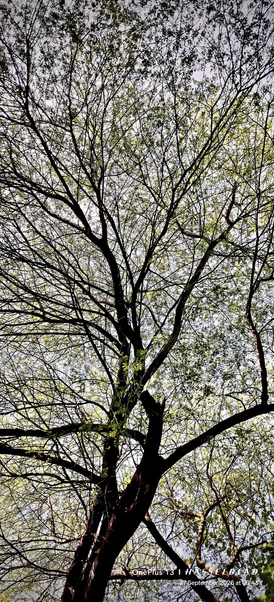 WIHUMADS's tweet photo. Sometimes you just need to look up and enjoy what’s around you. 🌿 https://t.co/xTTNZnn1vx