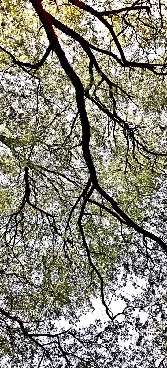 WIHUMADS's tweet photo. Sometimes you just need to look up and enjoy what’s around you. 🌿 https://t.co/xTTNZnn1vx