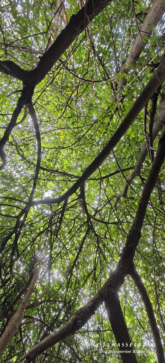 WIHUMADS's tweet photo. Sometimes you just need to look up and enjoy what’s around you. 🌿 https://t.co/xTTNZnn1vx