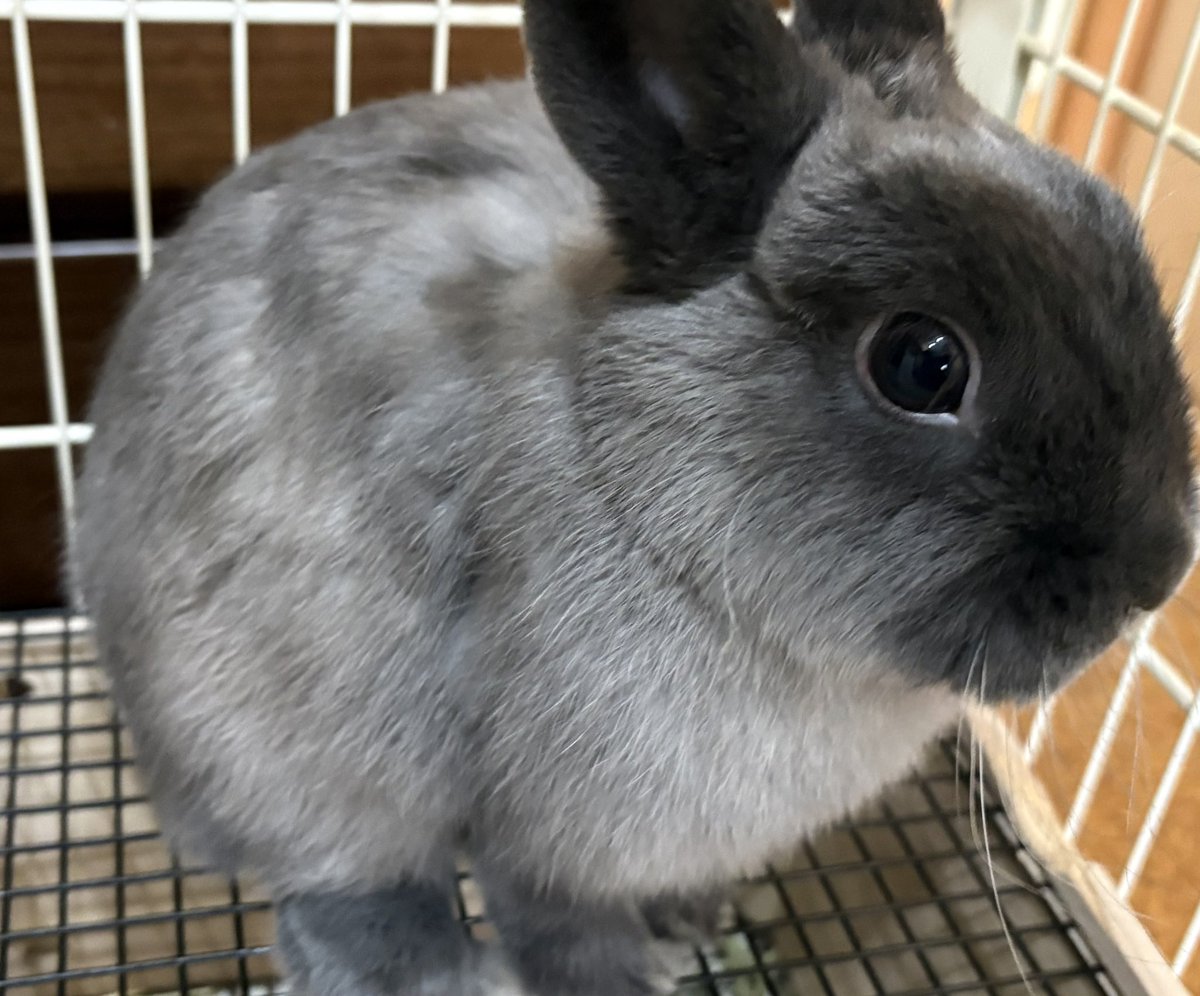 uver5055's tweet photo. 本日は、国際うさぎの日ということで
我が家のうさちゃん🐰！
りんご大好きです🍎

ちなみにゼロクワイアは、まだリリース前の初期にzepp札幌で聞きました
初見でも良い曲だなと思いました

ちなみに札幌はレア曲やる率も高い気がします、、！おすすめです☺️

#国際うさぎの日
#ネザーランドドワーフ https://t.co/w8TfKVSe8W