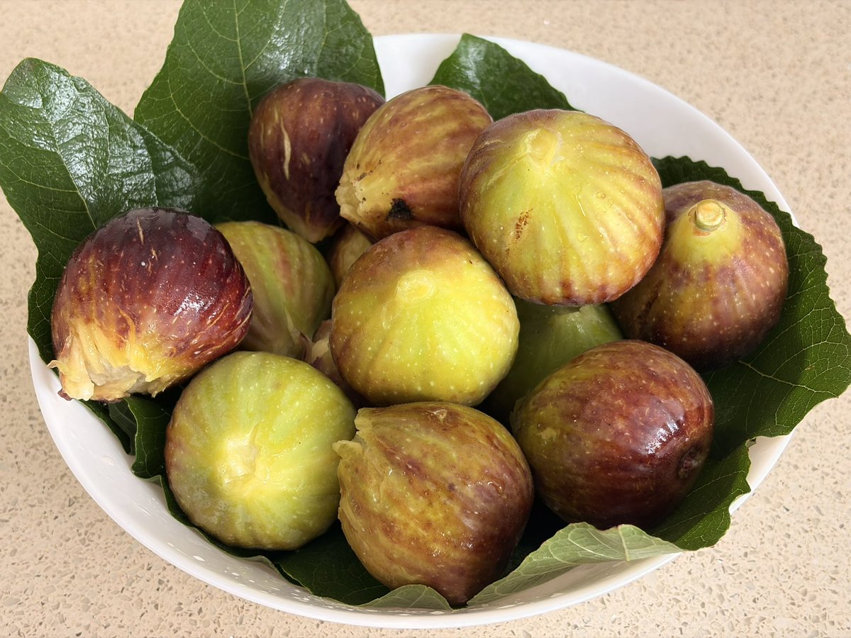 RobPerroneShow's tweet photo. Last figs of the season. Love a bit of Sunday morning #gardening before the mayhem resumes 🤣 https://t.co/qrmFy3GDjX