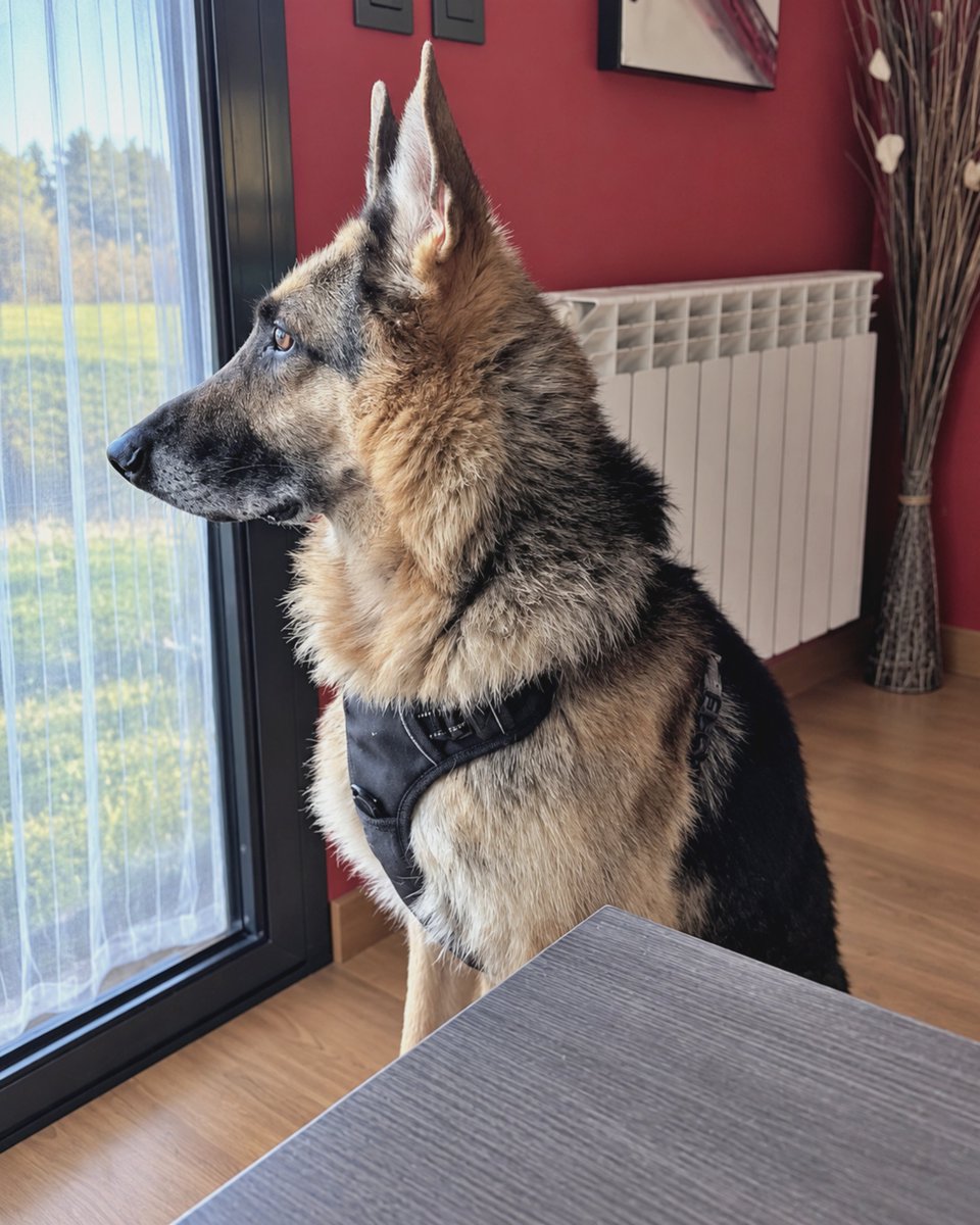 SosAbuelos1's tweet photo. #MADRID
10 años dan para mucho... Incluso para pasar por la perrera, y #RAGNAR también ha vivido eso

Guapo de solemnidad, confiado, bueno. Le da igual estar con un gato, un perro o un crío corriendo, mientras se mantenga el respeto

Puede viajar

WhatsApp 650 841 993 https://t.co/xROysIUkfj