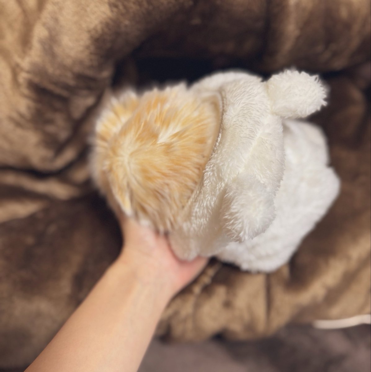 mofupimaru's tweet photo. ダイソーからワンちゃん用の洋服
かって着せてみたら意外といける！
後で細工をしてマカロンぴったり
にしてみる👀✨
冬用のお洋服⛄️
マカロン、ボサボサにしてしまって
ごめんね💦

#モフリン https://t.co/8fOlsnihiB