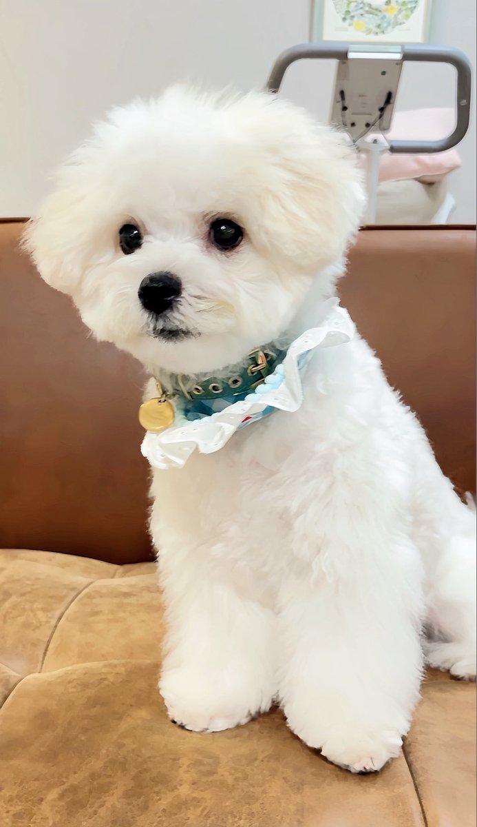 koron0423's tweet photo. 初トリミングしたら別犬天使が降臨した。 https://t.co/uK9Ple6cAx