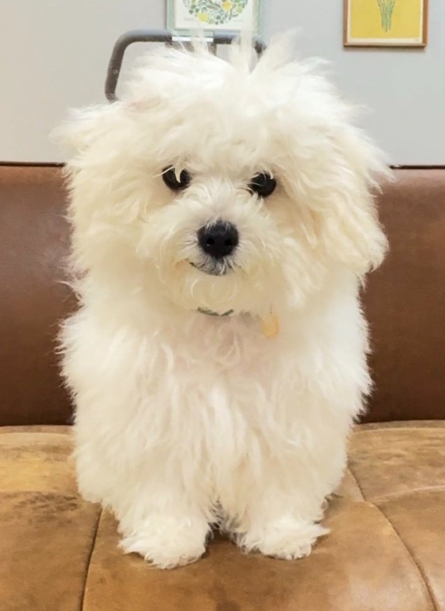 koron0423's tweet photo. 初トリミングしたら別犬天使が降臨した。 https://t.co/uK9Ple6cAx