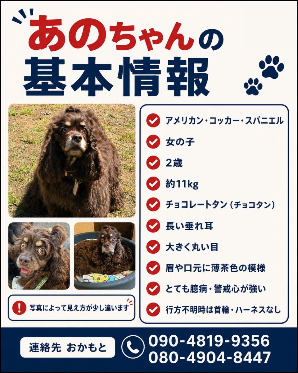ano_mama10150's tweet photo. 🚨🆘️あのを探してます🚨
#行方不明　#探してますアメリカンコッカースパニエル　#神奈川県綾瀬市藤沢市茅ヶ崎市　#拡散希望
7/2から行方不明です。
動物病院、サロン、公園、どなたかと散歩をしてたなど目撃情報がございましたらご一報頂けたら幸いです。宜しくお願いします🙇
あのの家族は私達です https://t.co/YNE102o5qL