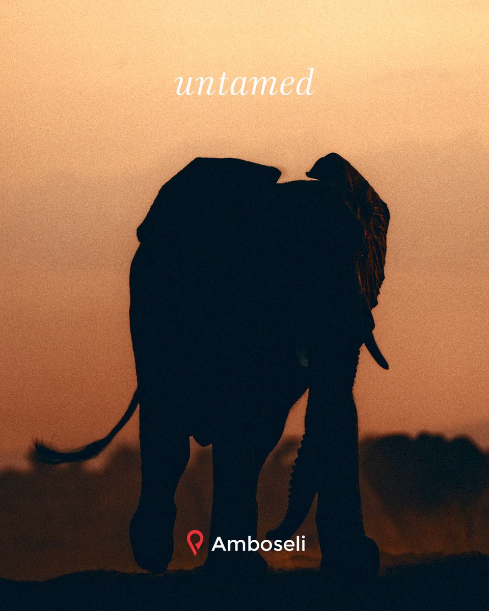 UKinKenya's tweet photo. How does Kenya make you feel?

Through the lens of photographer @abumburu, we see Kenya not just as a destination, but as a feeling.

This #WorldTourismDay, we celebrate the landscapes, wildlife, and moments that make Kenya more than somewhere to visit. https://t.co/54djNTZg4J