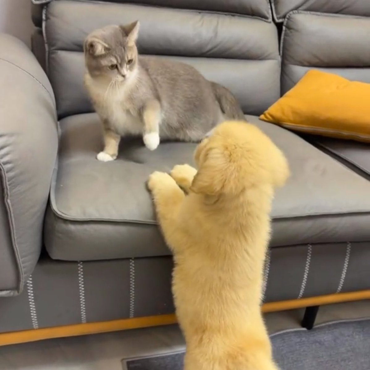 takemybear's tweet photo. ขอจุ้บหน่อย

เปนบ้าเหรอ (ก้ได้) https://t.co/SmeuSWqIu5