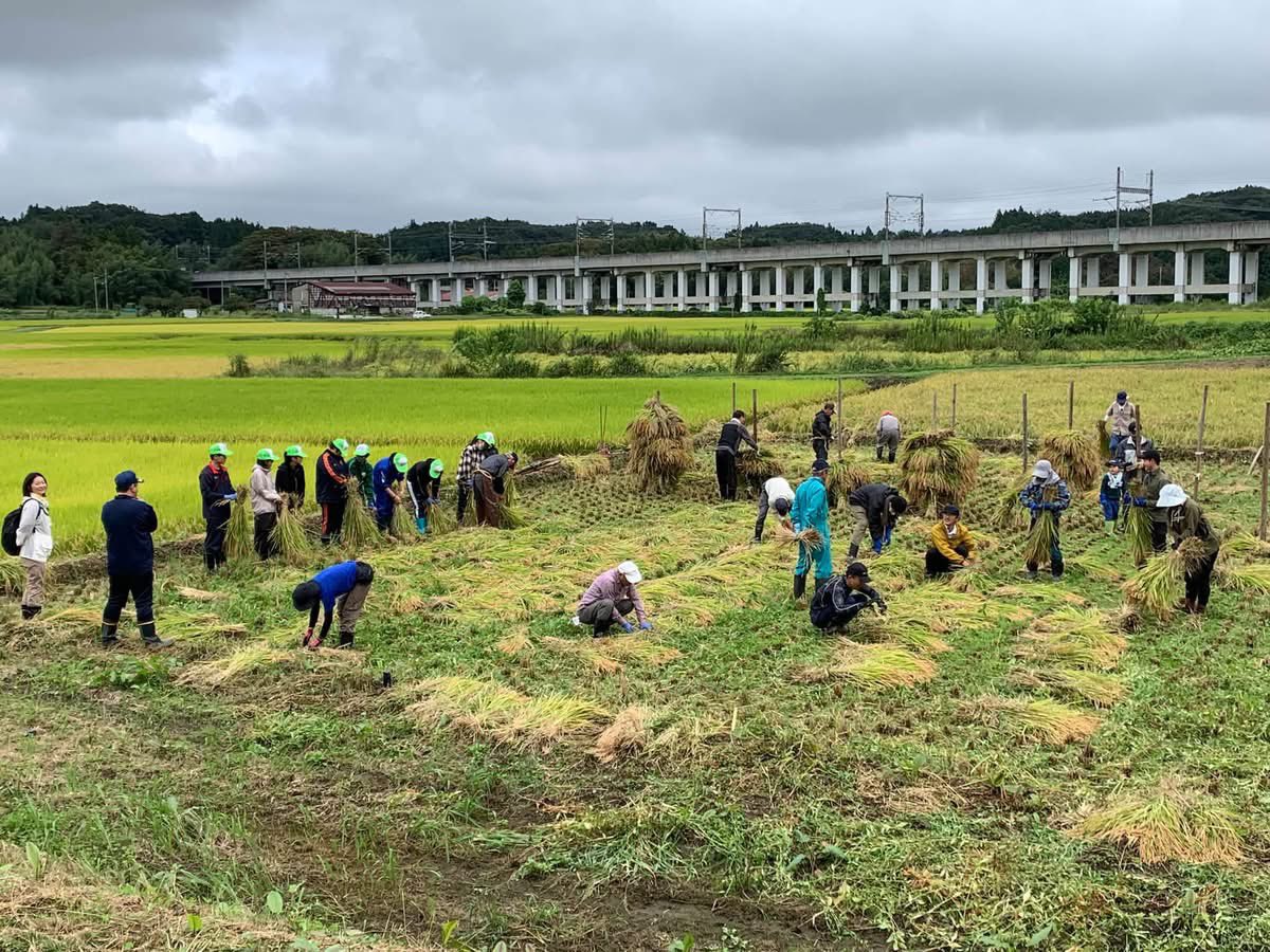 oodairahnw's tweet photo. 9/27は「田んぼの楽校」の稲刈りを行いました。今年も二本松警察署のヤングボランティア団体「リリーバース」の協力を得て総勢30名で行いました。
今年は雨が続いており、昨日も雨が降って稲が雨滴がついていたので、背負い式動墳機で水滴落としをしてからの作業となりました。 https://t.co/79huPYBJZu