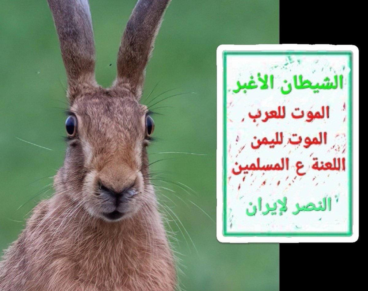 JalladMullahs's tweet photo. كلب الطين هادم المعروف باسم #نصرالدين_عامر بعد سؤال المذيع البريطاني عن الموت لامريكا قال المعنى : آي لافيو امريكا 💘🐒 ما هذا يا قرود مران، لماذا التهديدات بالعربي غير العنقليزي 🤣 
الديكشنري #الحوثي مضروب!
#صنعاء https://t.co/0IqwCakMlr