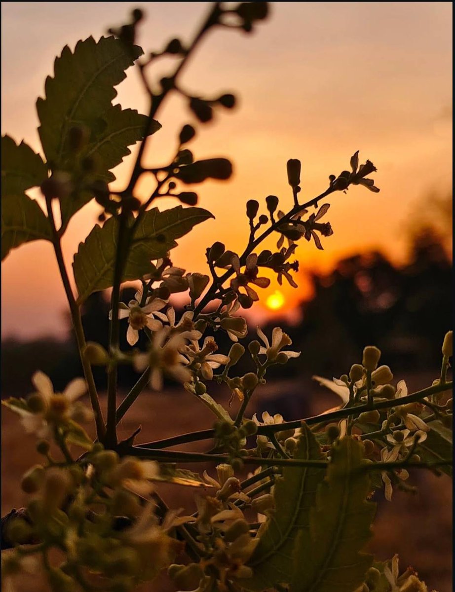 ItsAnupX's tweet photo. Sunday evening and nature decided to do the talking 🤔 

No plans
No rush

Just a few flowers
a setting sun
and a camera in my hand

Sometimes nature is enough 👌 https://t.co/jvnn2yP1RM