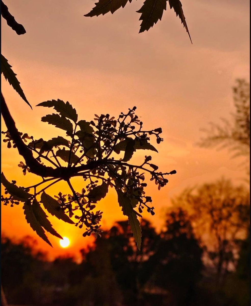 ItsAnupX's tweet photo. Sunday evening and nature decided to do the talking 🤔 

No plans
No rush

Just a few flowers
a setting sun
and a camera in my hand

Sometimes nature is enough 👌 https://t.co/jvnn2yP1RM
