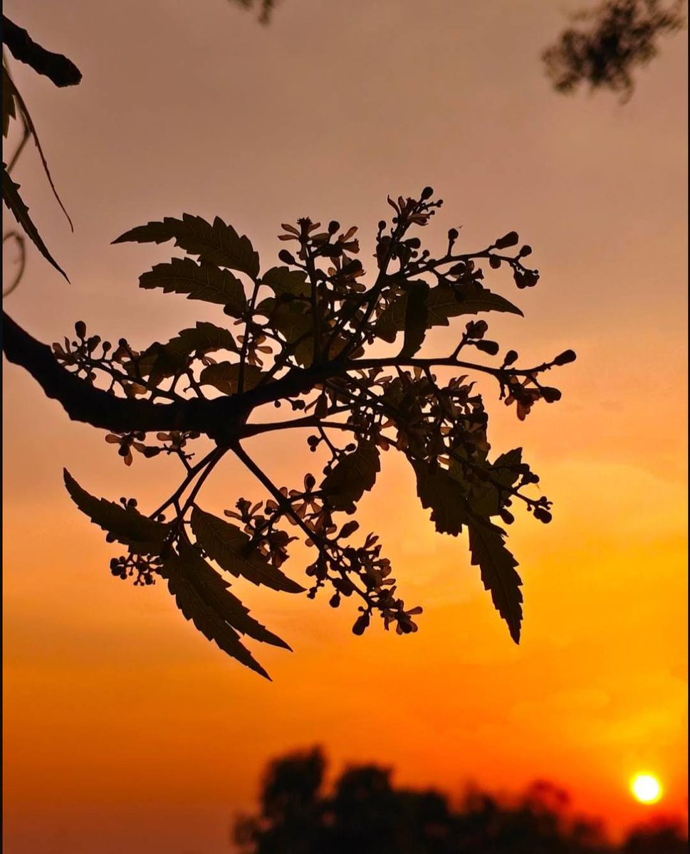 ItsAnupX's tweet photo. Sunday evening and nature decided to do the talking 🤔 

No plans
No rush

Just a few flowers
a setting sun
and a camera in my hand

Sometimes nature is enough 👌 https://t.co/jvnn2yP1RM