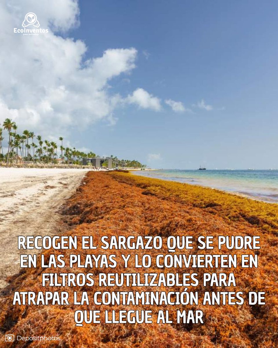 EcoInventos's tweet photo. Recogen el sargazo que se pudre en las playas y lo convierten en filtros reutilizables para atrapar la contaminación antes de que llegue al mar.

https://t.co/XpaR458KBv https://t.co/gSvVQ1cju1