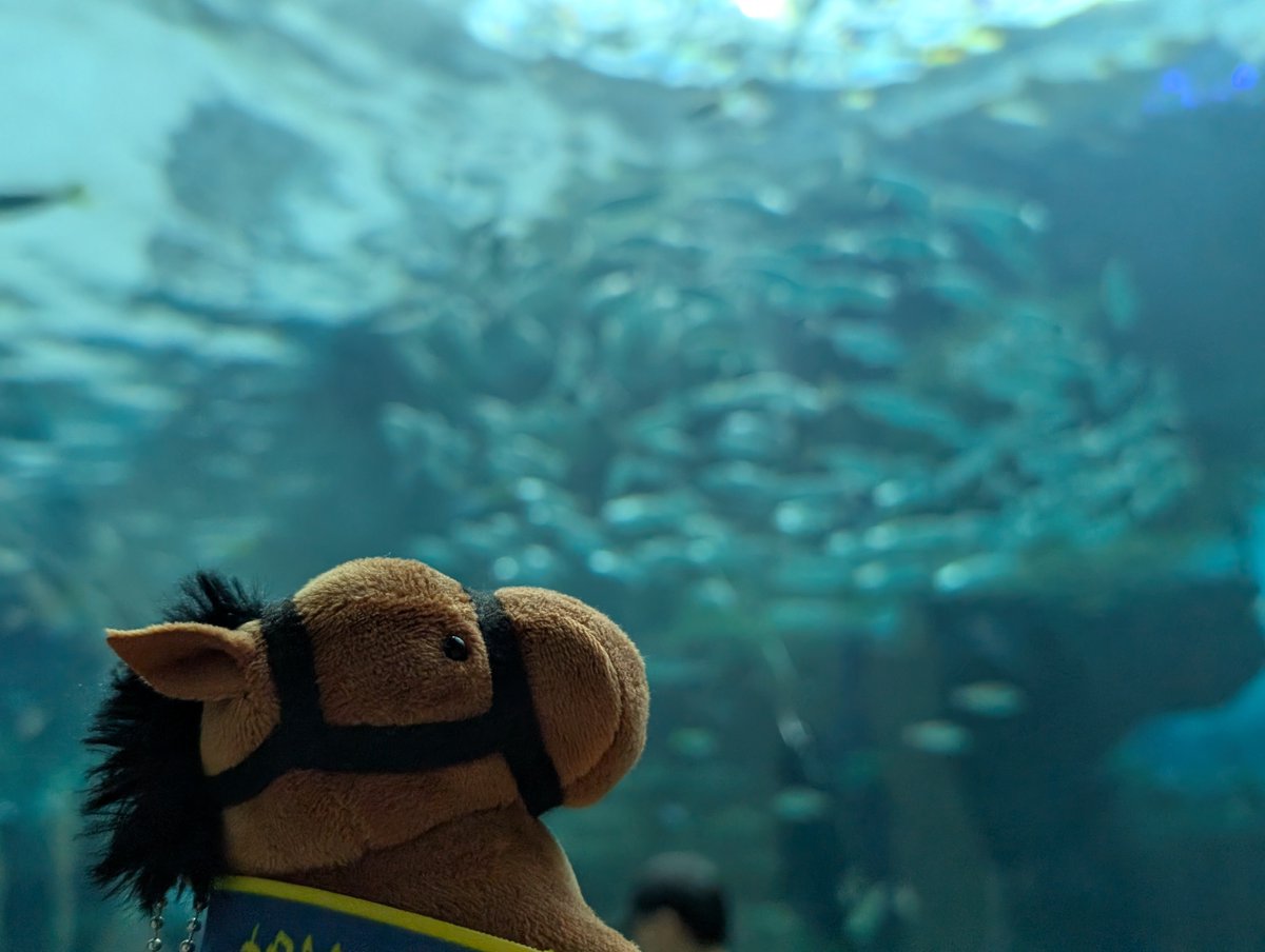 elcl23's tweet photo. 秋競馬楽しもうね〜！(水族館にて、中継見る) https://t.co/dpsbFEs8DK