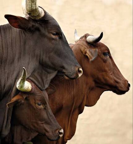Msafiri128's tweet photo. Even in my next life I’d choose to be a farmer https://t.co/Fftib0Xz9u