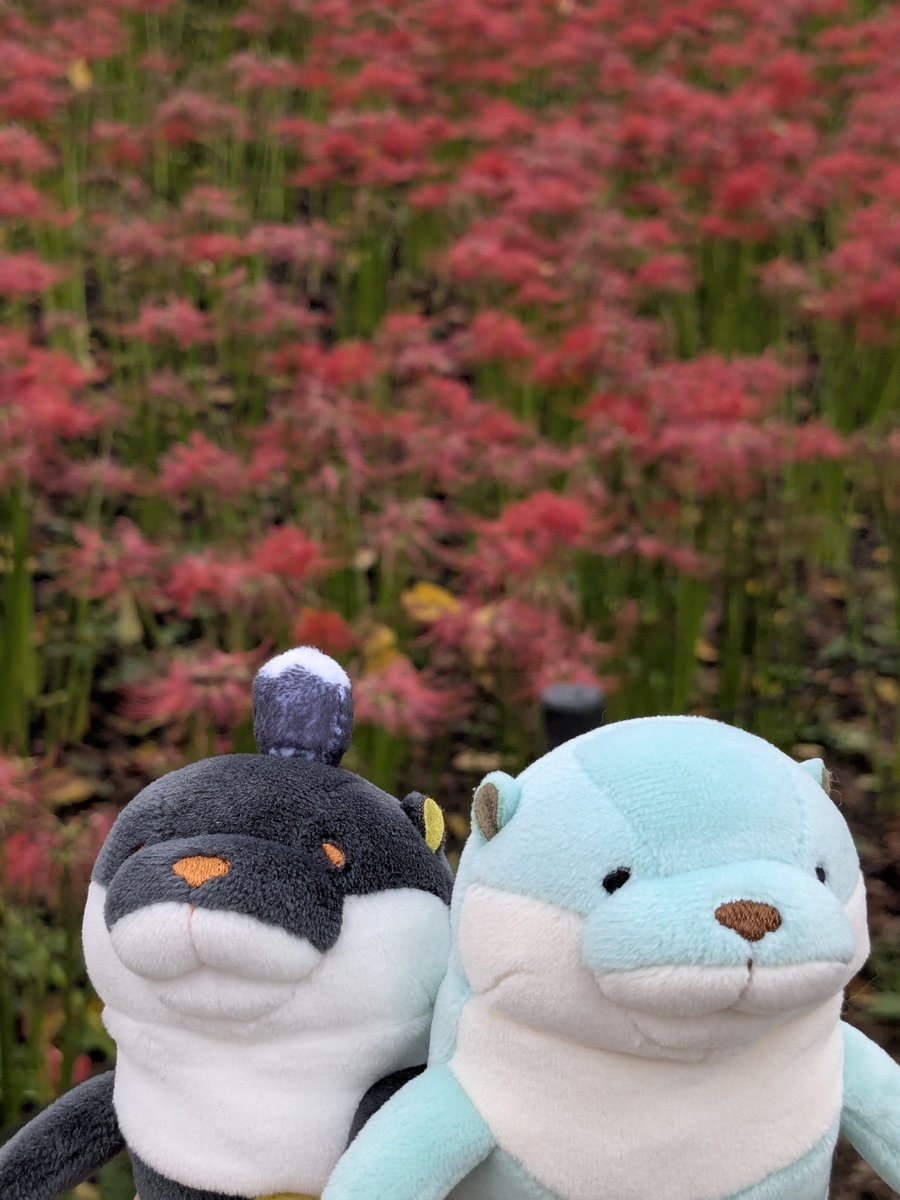 Shigure_F25518's tweet photo. しながわ水族館でお迎えしたコも連れて彼岸花見に来きた。
今年は雨が多くて、既に終わりかけだったけど見れてよかった(*´︶`)
福だんごも美味しかった🍡(,,•﹏•,,) https://t.co/gofnl5ReIl