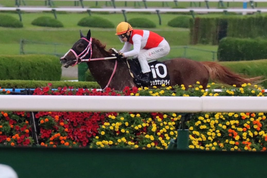 RkfqLgy73dP1xDL's tweet photo. 池添謙一ジョッキー
ショウナンバンライ🐎
オルフェーヴル産駒
謙一さんとオルフェ産駒はファンにとって特別なもの😭
甥っ子の陽（ひなた）君が馬主としてトロフィー🏆を受け取って頭クシャクシャする笑顔で涙腺崩壊する😭
#池添謙一
#ショウナンバンライ
#国本オーナー
#松下武士調教師
#池添陽 https://t.co/VRFxWilrix