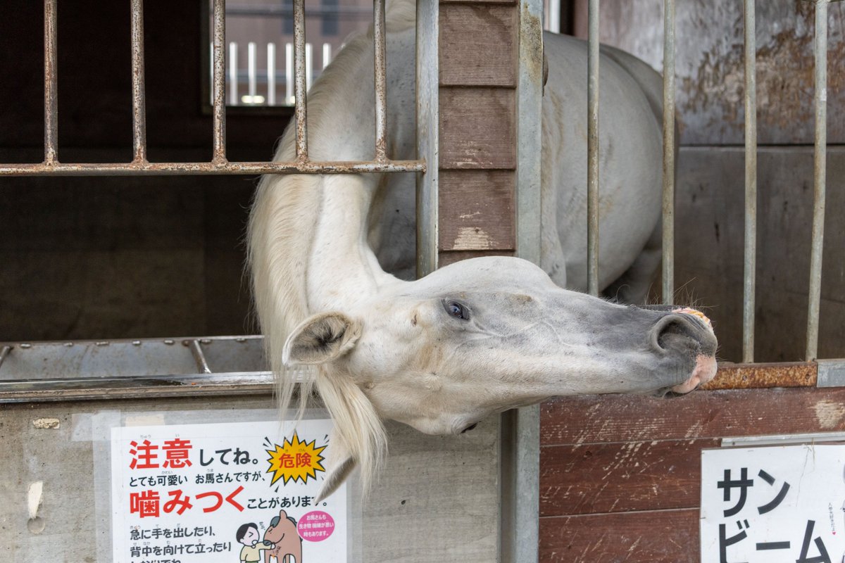 www_ouma_com's tweet photo. 帯広競馬場には白い首長竜がいる https://t.co/QzBwhuWf1L