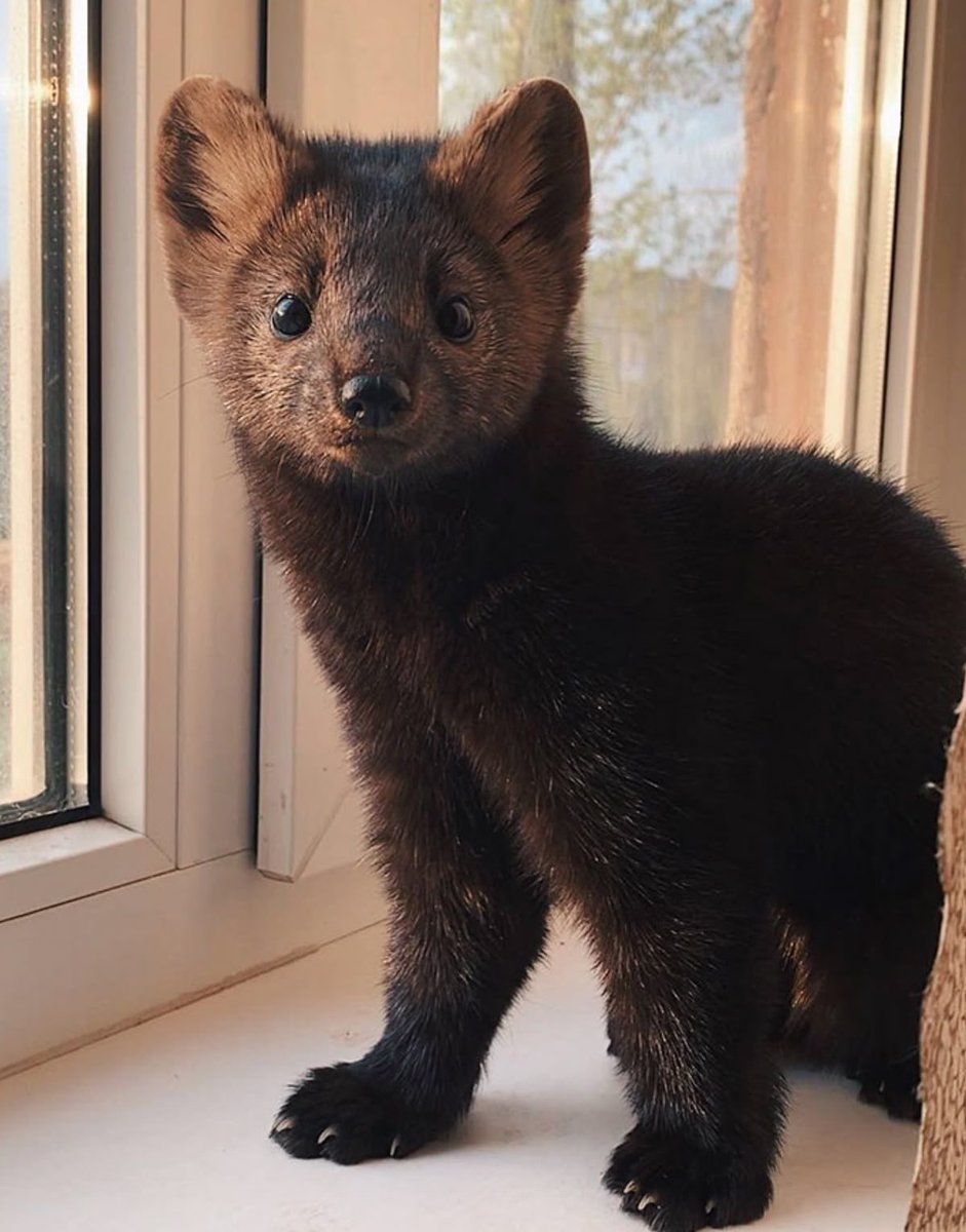 gldnryanaim's tweet photo. Sooo cute so baby so sable-shaped 💔💔💔 https://t.co/uQaxuCwVQb