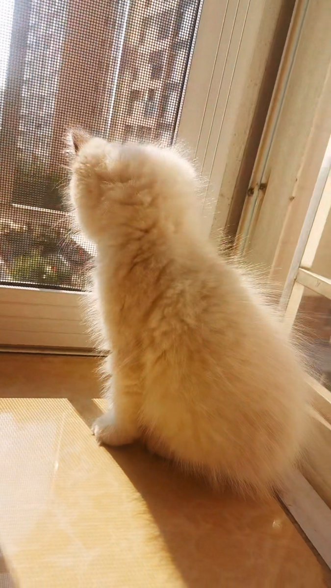 Altagraciajqfiz's tweet photo. Hace un ao, mi rutina era trabajar de oficina 8 horas al día; ahora trabajo desde casa, preparo mi propio almuerzo y tengo más tiempo para mis mascotas — la vida se vuelve más dulce con pequeos cambios. https://t.co/OBFxRIL5xZ