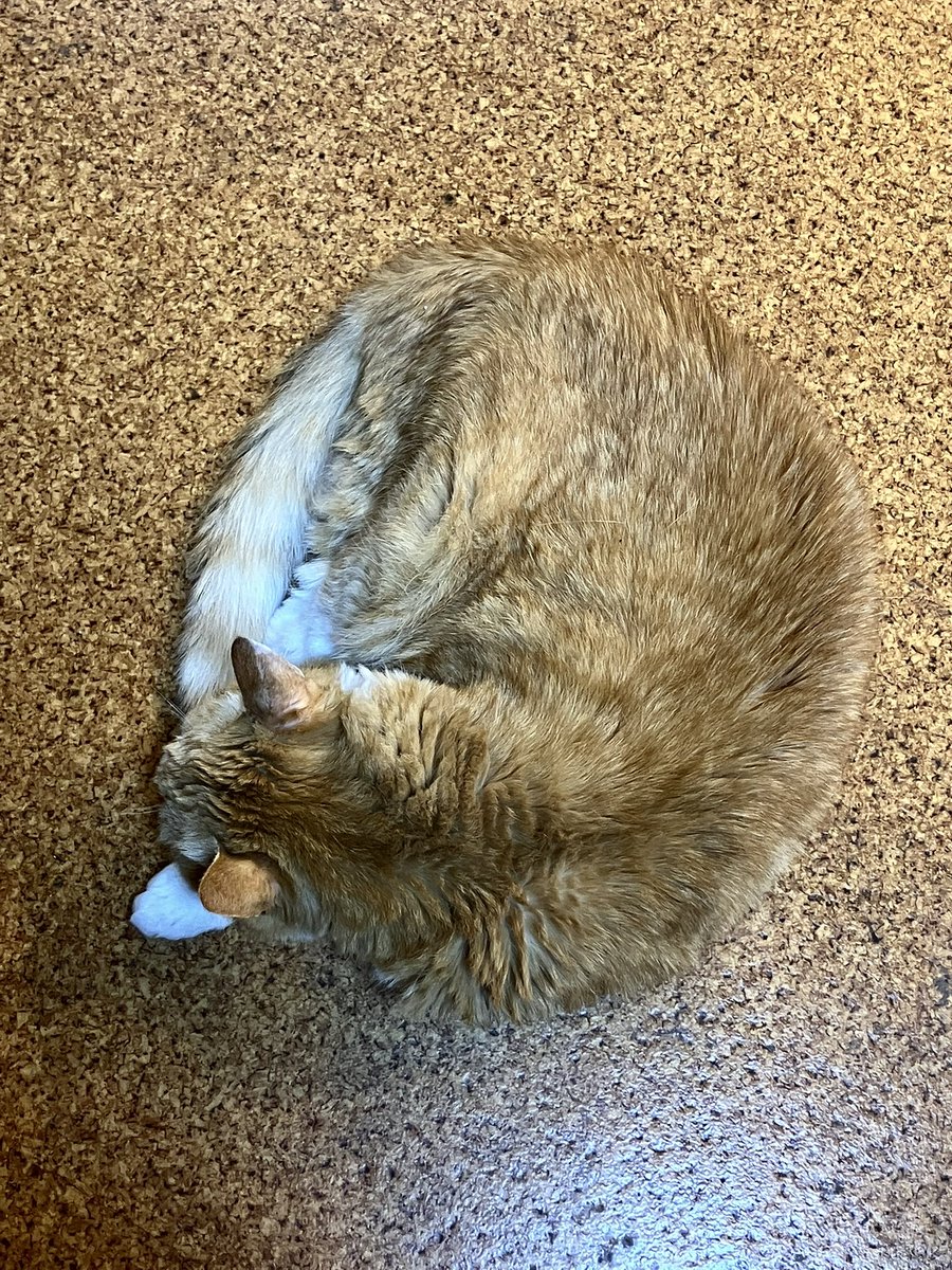 mona_chokko's tweet photo. 寝待月くらいの猫🐈🌔 https://t.co/ptkShGpqTa
