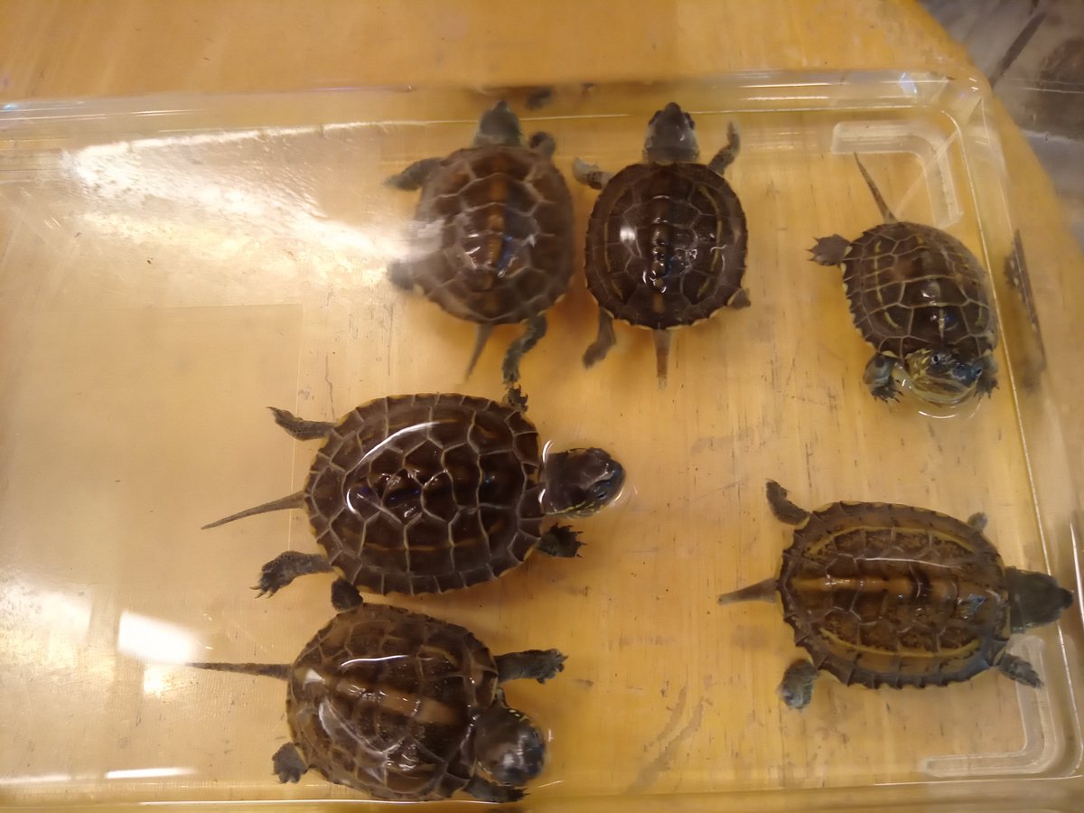 micro0542526873's tweet photo. 静岡の爬虫類屋さんミクロの入荷。

くさがめの幼体「ぜにがめ」と「日本石亀」ありがたいコトにシルバーウィークに水棲亀の飼育を始めて頂く方が多かったです。

#静岡 ＃静岡市 #人宿人情ストリート ＃アクアリウム ＃爬虫類 ＃ゼニガメ ＃クサガメ ＃ニホンイシガメ ＃初心者 ＃飼育 ＃入荷 #販売 https://t.co/8WITOyk1MK