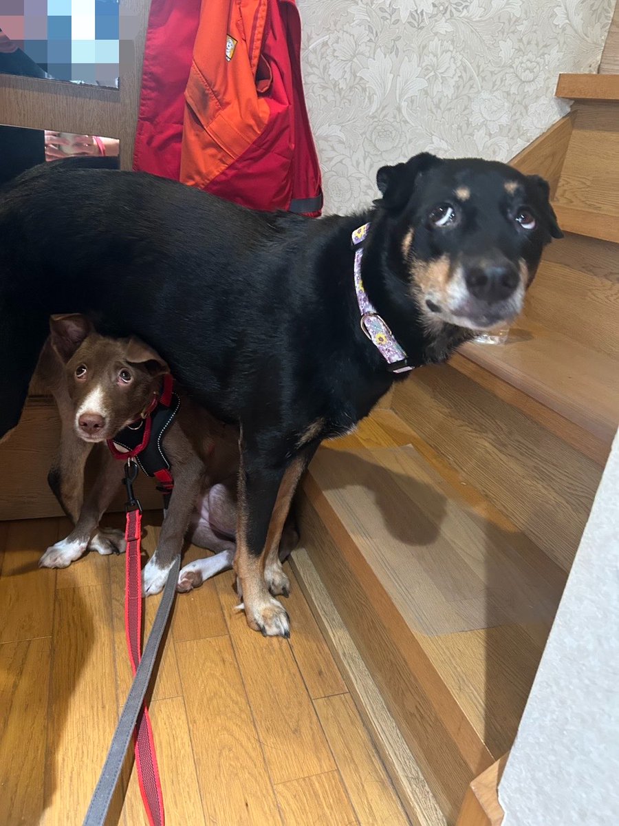 inunoRachel's tweet photo. 先日、実家にレイちゃんを連れて遊びに行ったとき、実家犬のふたばと散歩をしたのですが準備時点でレイちゃんはビビりすぎてふたばの下に逃げ込むし2匹とも同じ顔してて面白かったです https://t.co/YGJKb1zaIa