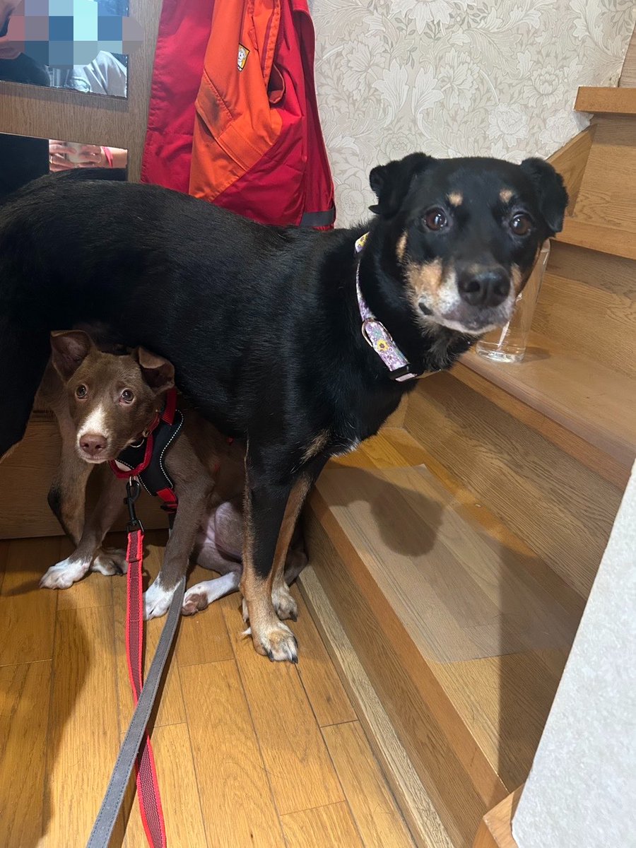 inunoRachel's tweet photo. 先日、実家にレイちゃんを連れて遊びに行ったとき、実家犬のふたばと散歩をしたのですが準備時点でレイちゃんはビビりすぎてふたばの下に逃げ込むし2匹とも同じ顔してて面白かったです https://t.co/YGJKb1zaIa