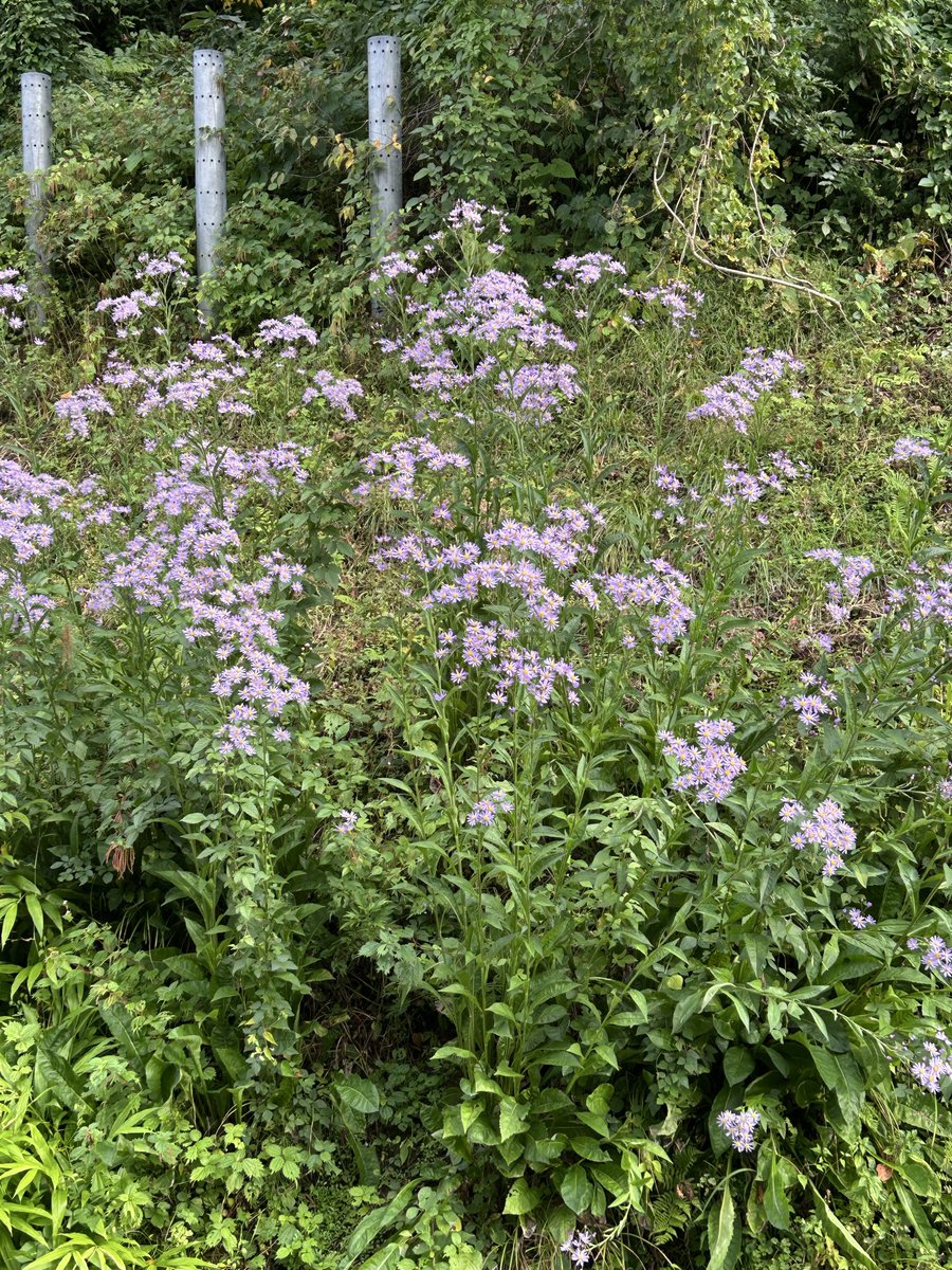 karude_ra's tweet photo. 咲き誇る紫苑の花、お風呂と脱衣所から。#肘折温泉 https://t.co/Fg7jptzkbM