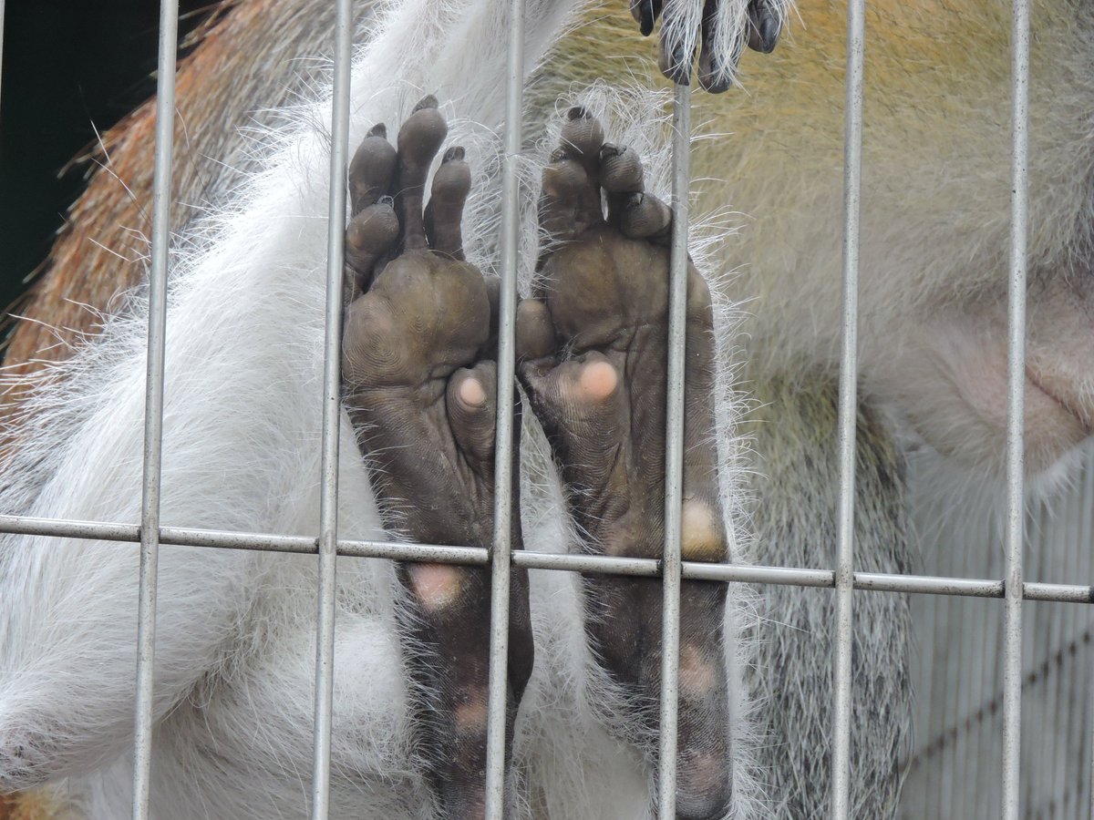 lemur1905's tweet photo. パタスモンキーのヘリオス。オスは身体が大きいですね。
速く走れるというその足裏。意外と細長い。
（JMC） https://t.co/N2NLdixh9Y