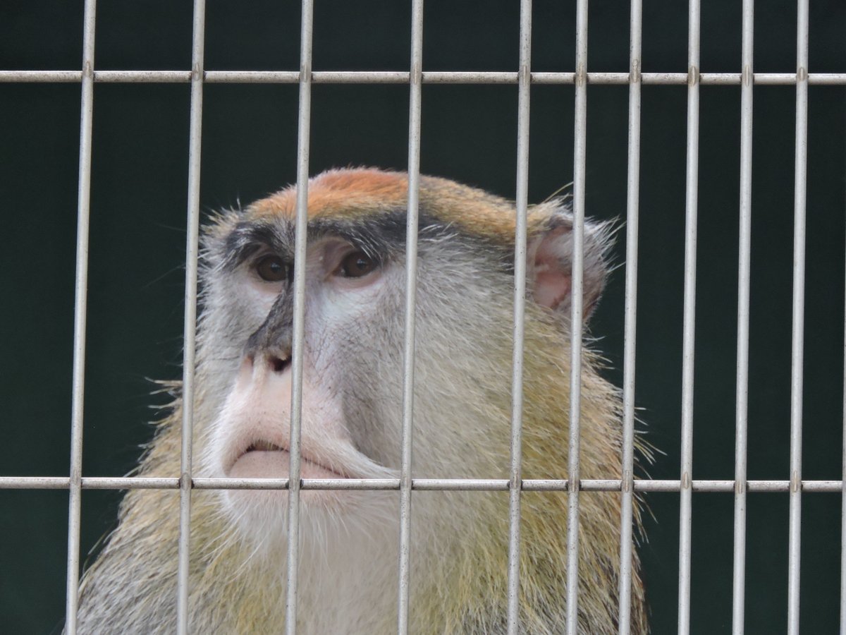 lemur1905's tweet photo. パタスモンキーのヘリオス。オスは身体が大きいですね。
速く走れるというその足裏。意外と細長い。
（JMC） https://t.co/N2NLdixh9Y