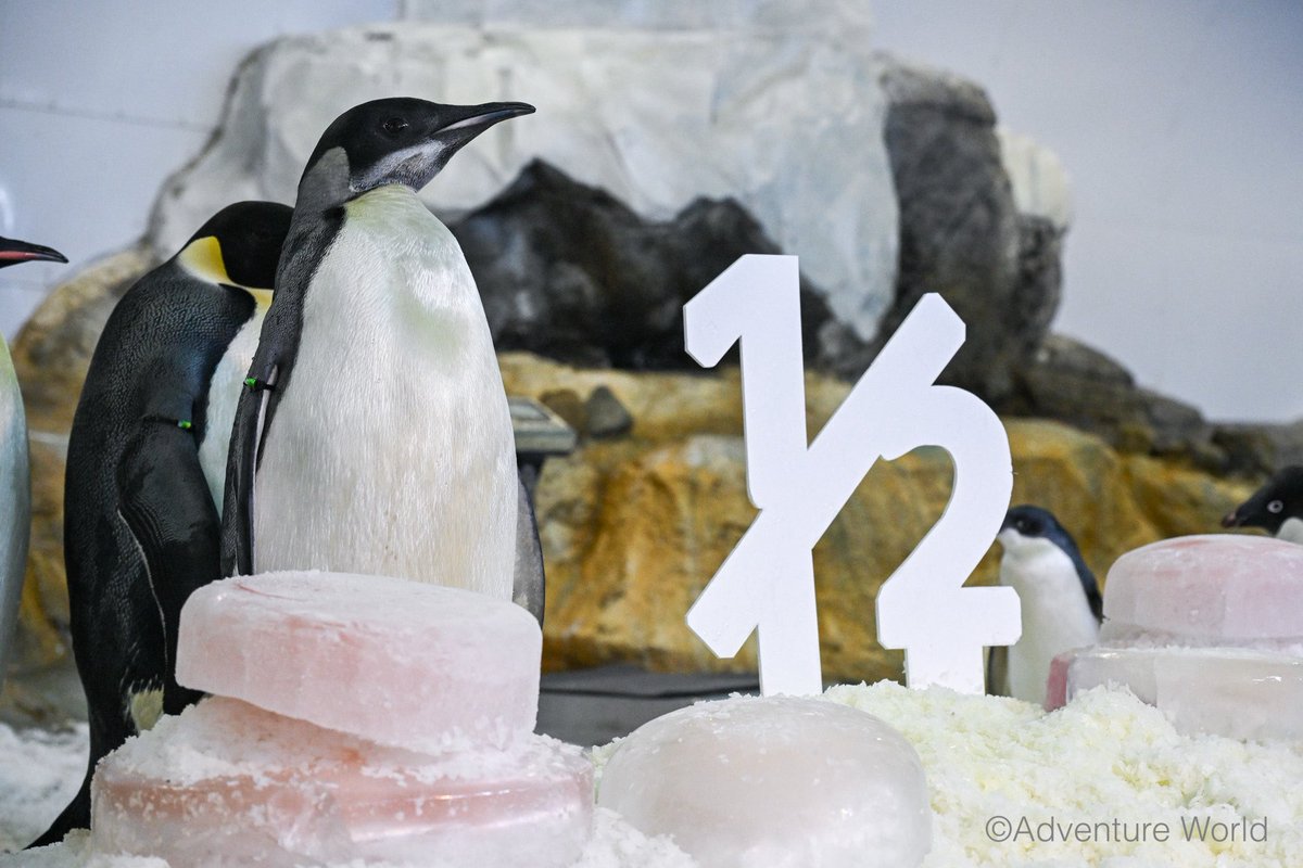 aws_official's tweet photo. ＼ 「よよちゃん」1歳の誕生日まで、あと3日！🐧🎂 ／

昨年誕生したコウテイペンギンの「よよちゃん(E044)」が、9月30日に1歳の節目を迎えます✨
誕生からこれまで、YouTube配信やSNS投稿で多くの方に温かく見守られてきました♩

これまでの成長を皆さまと一緒にお祝いする特別イベント（オンライン＆パーク内）を開催します🎉
「申し込み忘れてた…」「まだ迷ってる…」という方、今ならまだ間に合います！

すくすく成長したよよちゃんへ、「おめでとう」を伝えられる特別な3日間です。一緒に素敵な思い出を作りませんか？✨

皆さまのご参加を、心よりお待ちしております！🐧💛

▽イベント詳細＆チケットご購入はこちら！
https://t.co/Np1WxIpQ8J

#ぎゅーっとよよちゃん