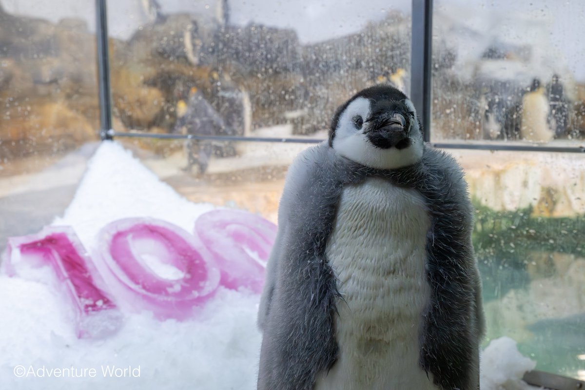 aws_official's tweet photo. ＼ 「よよちゃん」1歳の誕生日まで、あと3日！🐧🎂 ／

昨年誕生したコウテイペンギンの「よよちゃん(E044)」が、9月30日に1歳の節目を迎えます✨
誕生からこれまで、YouTube配信やSNS投稿で多くの方に温かく見守られてきました♩

これまでの成長を皆さまと一緒にお祝いする特別イベント（オンライン＆パーク内）を開催します🎉
「申し込み忘れてた…」「まだ迷ってる…」という方、今ならまだ間に合います！

すくすく成長したよよちゃんへ、「おめでとう」を伝えられる特別な3日間です。一緒に素敵な思い出を作りませんか？✨

皆さまのご参加を、心よりお待ちしております！🐧💛

▽イベント詳細＆チケットご購入はこちら！
https://t.co/Np1WxIpQ8J

#ぎゅーっとよよちゃん