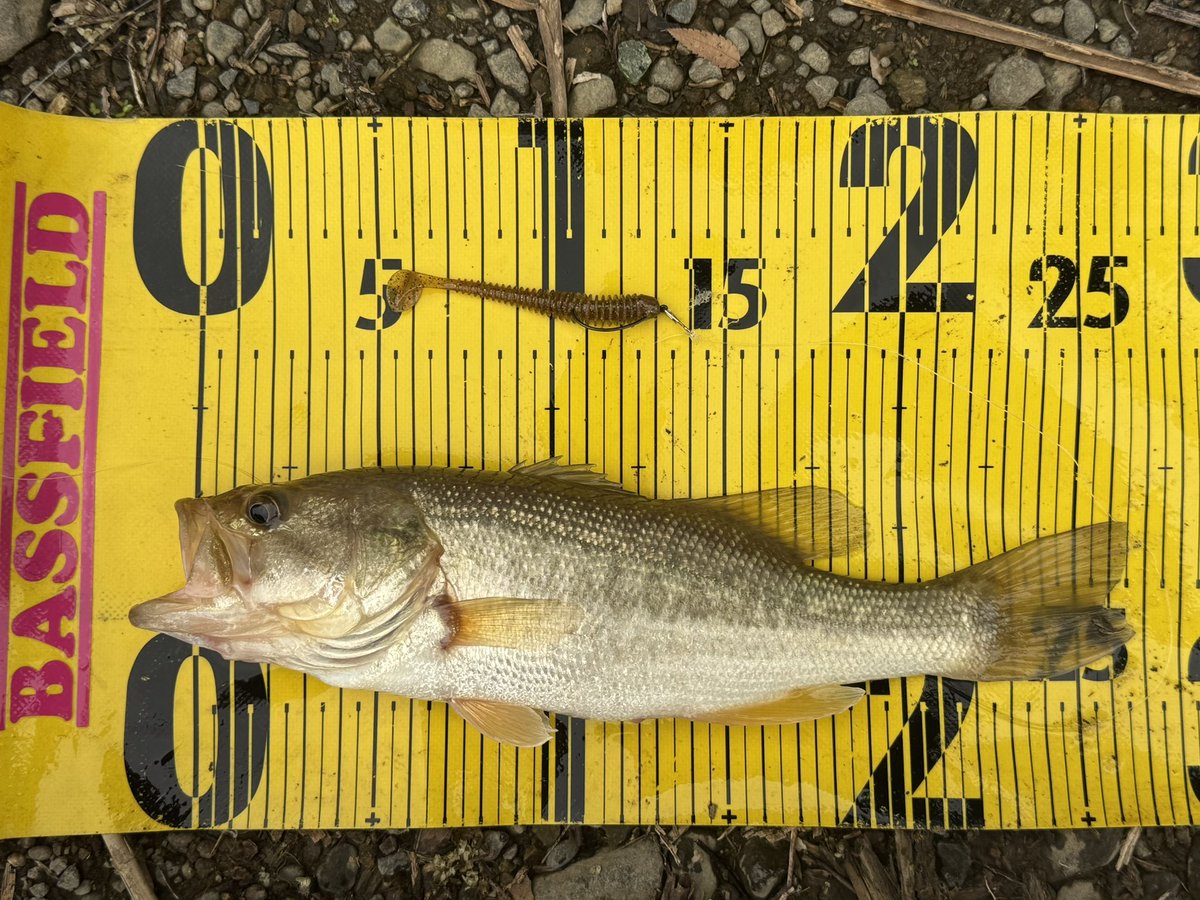 junaono's tweet photo. お次はスイパク無名で✨️︎︎👍🏻
こちらもキャロ🎣
26cmくらい☺️
関東からエントリー！😁

#bassfield
#釣り人が居れば水辺は綺麗になる
#スイパク無名
#アングラーズプロジェクト
#津久井湖 https://t.co/ykEQudskK7