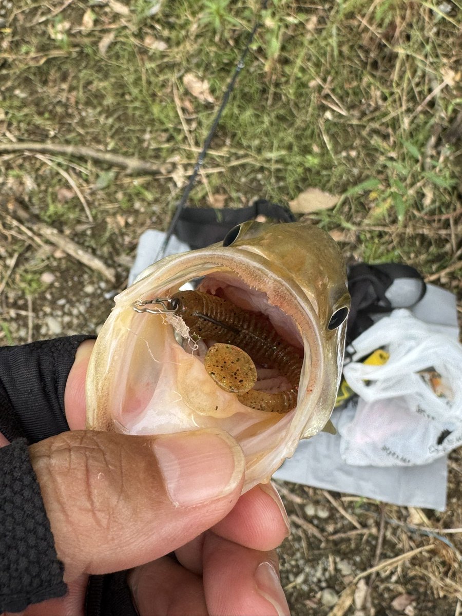 junaono's tweet photo. お次はスイパク無名で✨️︎︎👍🏻
こちらもキャロ🎣
26cmくらい☺️
関東からエントリー！😁

#bassfield
#釣り人が居れば水辺は綺麗になる
#スイパク無名
#アングラーズプロジェクト
#津久井湖 https://t.co/ykEQudskK7