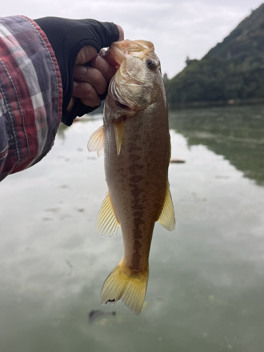 junaono's tweet photo. お次はスイパク無名で✨️︎︎👍🏻
こちらもキャロ🎣
26cmくらい☺️
関東からエントリー！😁

#bassfield
#釣り人が居れば水辺は綺麗になる
#スイパク無名
#アングラーズプロジェクト
#津久井湖 https://t.co/ykEQudskK7