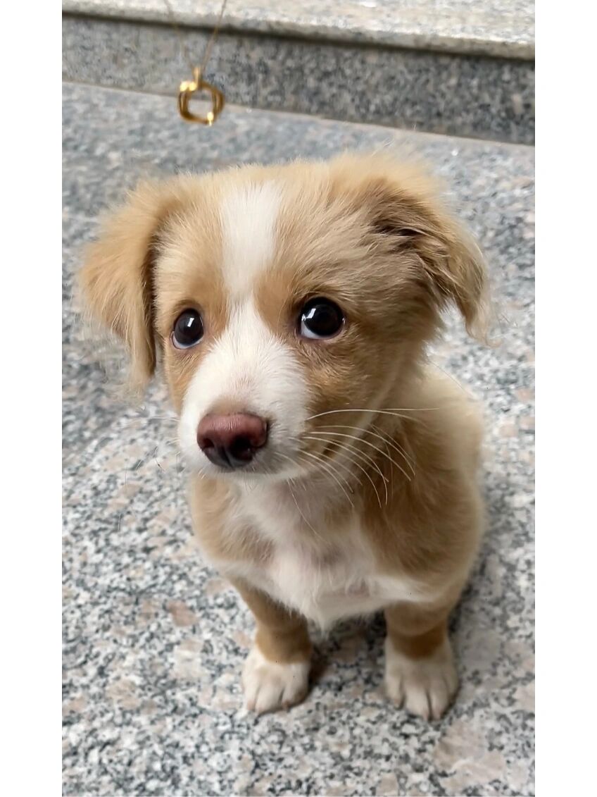 RickTemmefm's tweet photo. Mi pequeo cachorro ya tiene 3 meses! De un gatito juguetón a un compaero leal — cada día crecer con él es un regalo. #CrecimientoMascota https://t.co/q6xsSoQGDv
