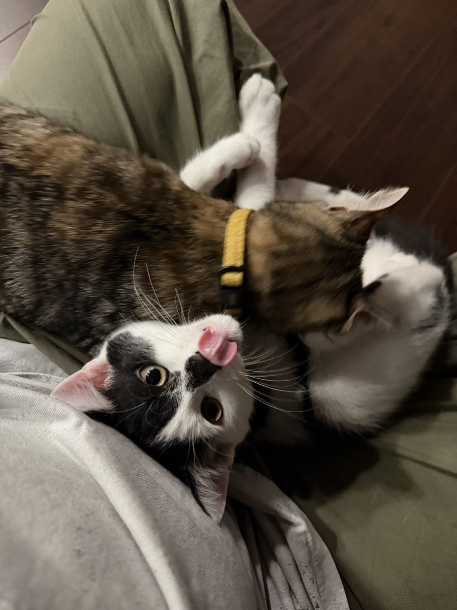 Sutoshiki's tweet photo. 人の上で喧嘩する猫たち https://t.co/srrx68Y1jM