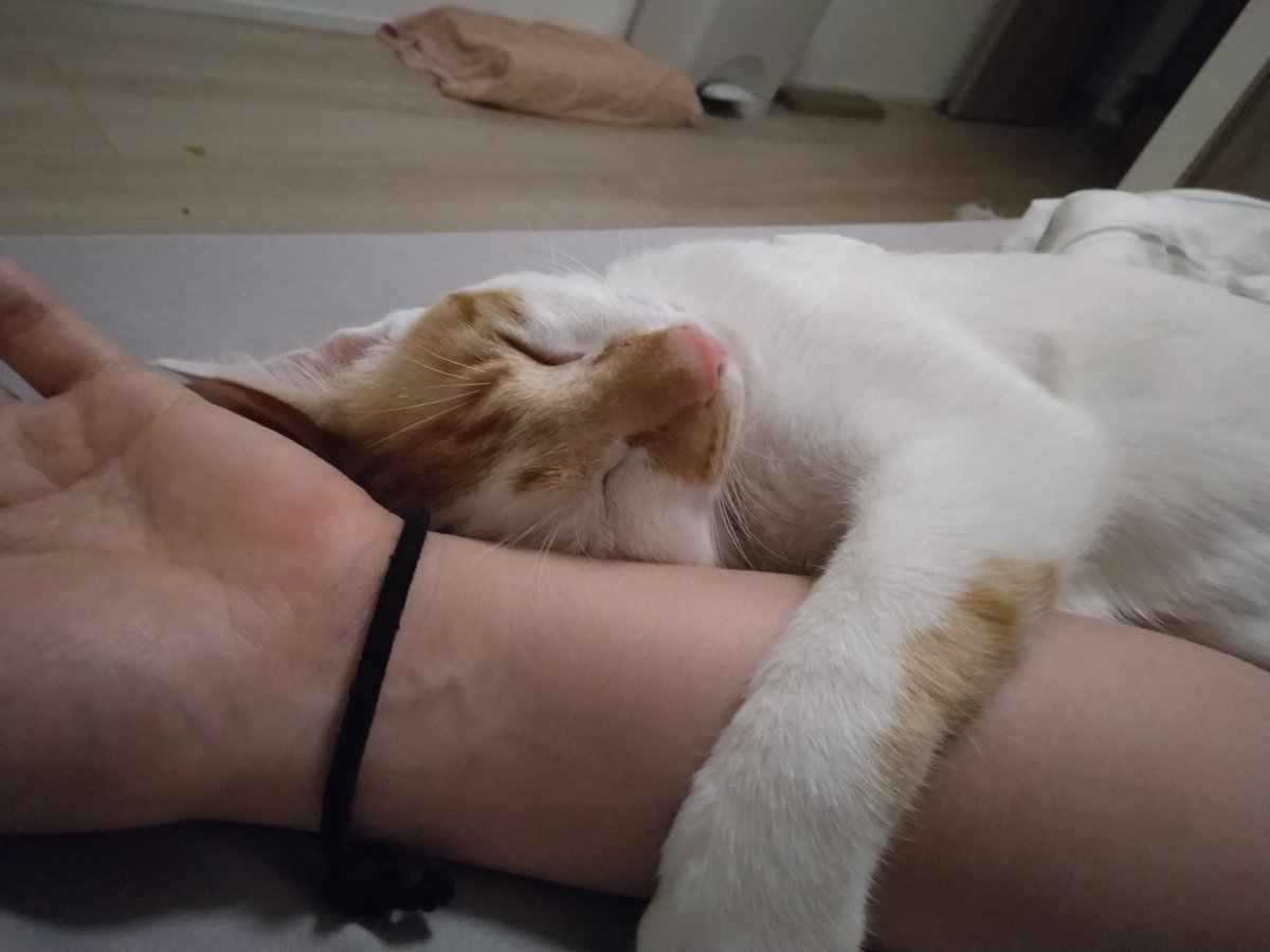 uni44su's tweet photo. 主と寝るの幸せにゃ🐱 https://t.co/JqJ2KyLvTi