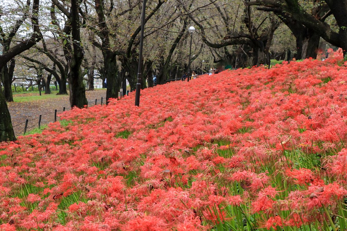 snowandparasa's tweet photo. 幸手権現堂公園　
曼珠沙華 https://t.co/xlRGWUbqN4
