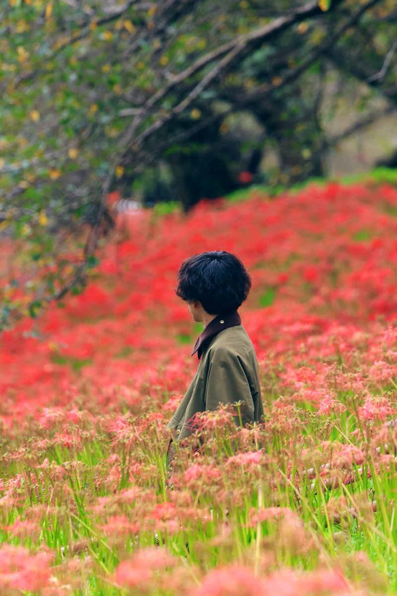 snowandparasa's tweet photo. 幸手権現堂公園　
曼珠沙華 https://t.co/xlRGWUbqN4