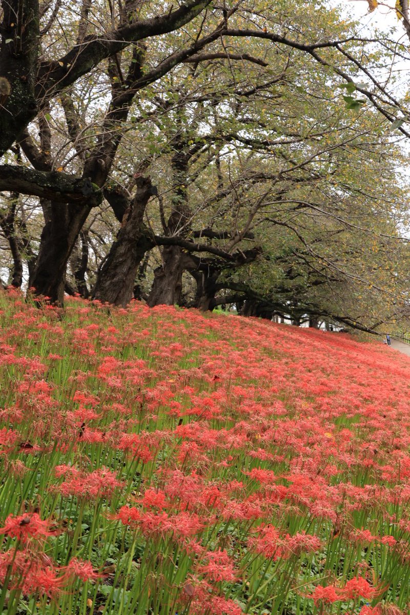 snowandparasa's tweet photo. 幸手権現堂公園　
曼珠沙華 https://t.co/xlRGWUbqN4