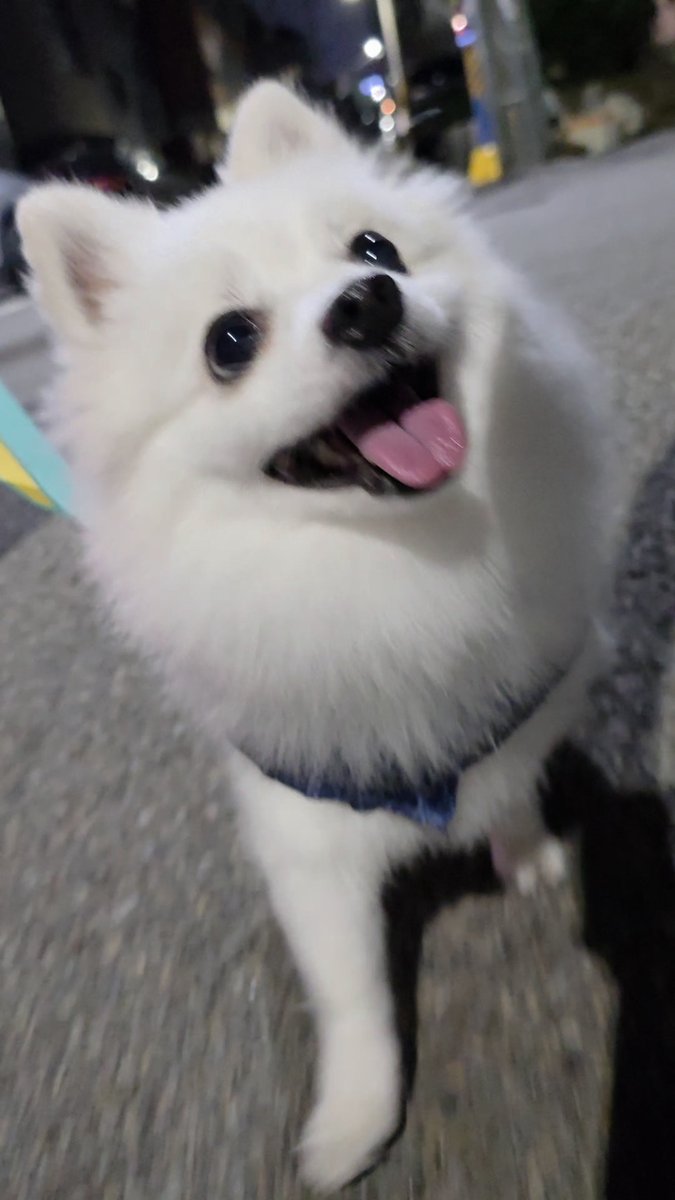 snow_seori_'s tweet photo. 산책할 때 견주 보는 표정 https://t.co/YefErhAX7E