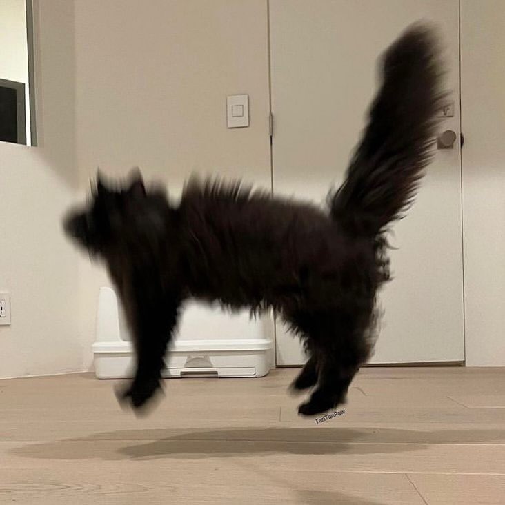 95tigerajm's tweet photo. ยูจิน 🫵🏻🐈‍⬛ https://t.co/7ZboDHkr1l