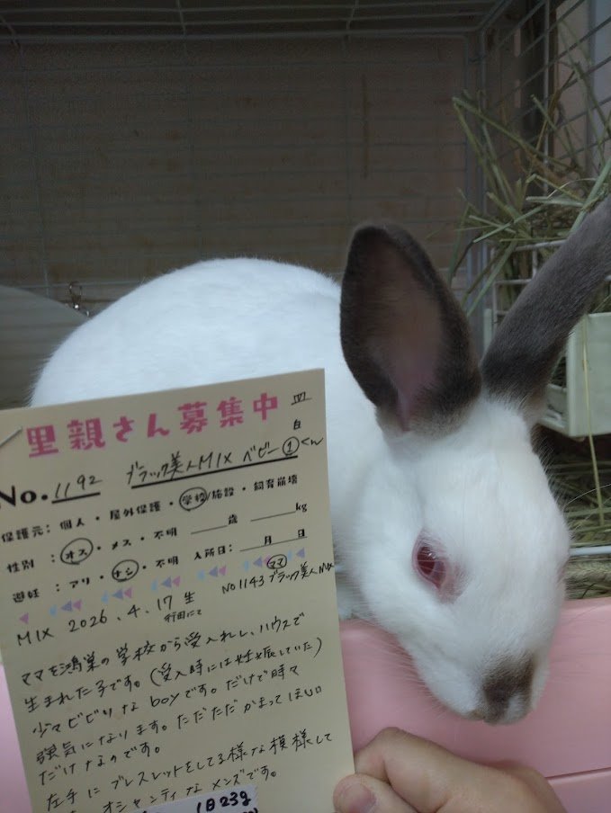 usagien2025's tweet photo. No.1192　ブラック美人MIXベビー①くん

No.1294　八潮びっくりオレブルーちゃんと交代で今日から預かります。
前に預かっていたNo.1138　鴻巣の学校　ビクビクMIXくんの子供らしい？
早速サークルで遊んでいます😊

@koedousagihouse
#里親募集中 #ふじみ野うさぎハウス #一時預かり https://t.co/OGi97r9hlt